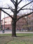 Krakow - Freedom Tree.jpg