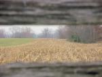 The Cornfield looking from the North.jpg